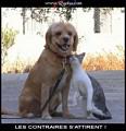 chien+chat=apt